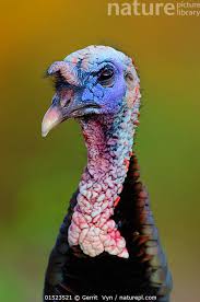 Attēlu rezultāti vaicājumam “Meleagris male”