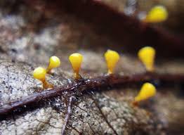 Attēlu rezultāti vaicājumam “Craterium minutum cf. var. brunneum”