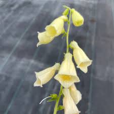 Image result for Digitalis grandiflora