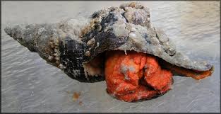 Image result for Triplofusus giganteus