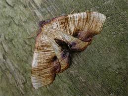 Attēlu rezultāti vaicājumam “Plagodis dolabraria”