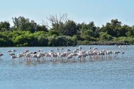 Image result for parque natural de camargue