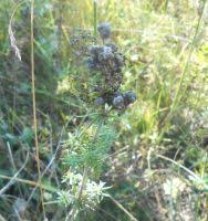 Attēlu rezultāti vaicājumam “Geocrypta galii”