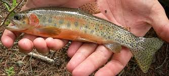 Image result for Oncorhynchus