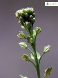 Attēlu rezultāti vaicājumam “Lepidium densiflorum flower”