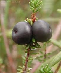 Attēlu rezultāti vaicājumam “Empetrum nigrum fruit”