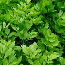 Image result for Liebstöckel