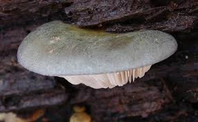 Attēlu rezultāti vaicājumam “Panellus serotinus”