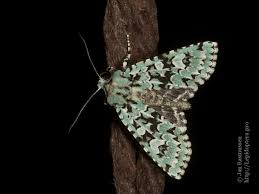 Attēlu rezultāti vaicājumam “Griposia aprilina”