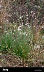 Image result for Asphodelus fistulosus