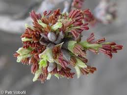 Attēlu rezultāti vaicājumam “Fraxinus excelsior flower”