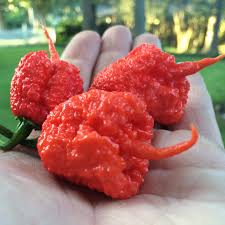 Afbeeldingsresultaat voor 7 pot hot pepper