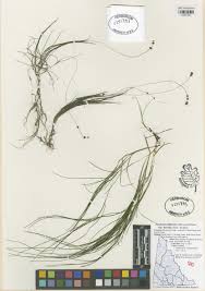 Attēlu rezultāti vaicājumam “Stuckenia filiformis bud”