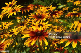 Attēlu rezultāti vaicājumam “Rudbeckia hirta var. pulcherrima flower”