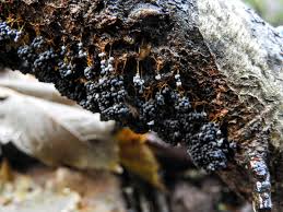 Attēlu rezultāti vaicājumam “Ophiotheca chrysosperma sessile”