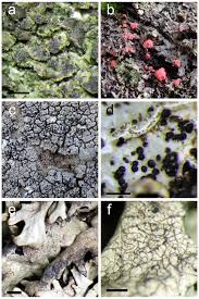 Attēlu rezultāti vaicājumam “Lichenoconium xanthoriae”