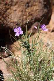 Attēlu rezultāti vaicājumam “Cruciferae”