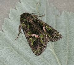 Attēlu rezultāti vaicājumam “Trachea atriplicis”