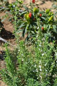 Image result for Satureja hortensis