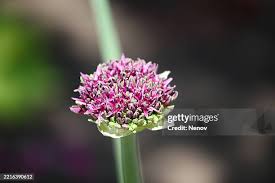 Attēlu rezultāti vaicājumam “Allium schoenoprasum bud”