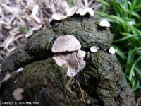 Attēlu rezultāti vaicājumam “Poronia punctata”