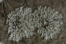 Attēlu rezultāti vaicājumam “Physconia distorta”