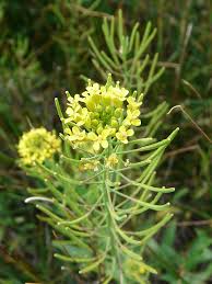 Attēlu rezultāti vaicājumam “Erysimum cheiranthoides leaf”