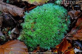 Attēlu rezultāti vaicājumam “Leucobryum glaucum”