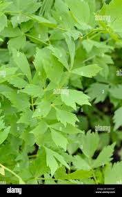 Attēlu rezultāti vaicājumam “Levisticum officinale leaf”