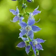Image result for Campanula americana