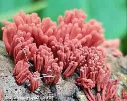 Attēlu rezultāti vaicājumam “Arcyria affinis young”