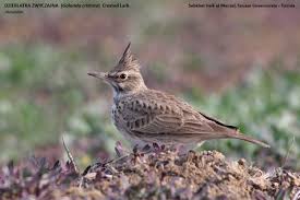 Attēlu rezultāti vaicājumam “Galerida cristata”