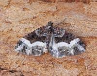 Attēlu rezultāti vaicājumam “Euphyia unangulata”