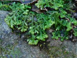 Attēlu rezultāti vaicājumam “Trichocolea tomentella sporophyte”