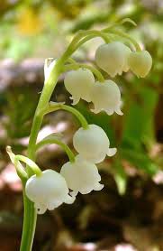 Attēlu rezultāti vaicājumam “Convallaria majalis fruit”