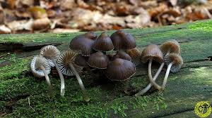 Attēlu rezultāti vaicājumam “Mycena stipata”