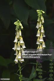 Image result for Digitalis lutea