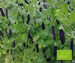 Attēlu rezultāti vaicājumam “Pisum sativum”