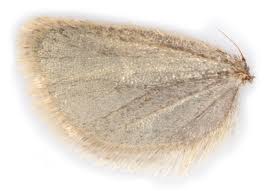 Attēlu rezultāti vaicājumam “Aphelia viburniana”