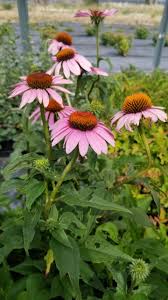 Image result for Echinacea purpurea
