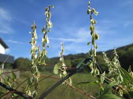 Attēlu rezultāti vaicājumam “Fallopia dumetorum”