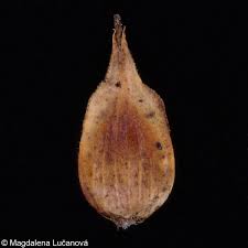 Attēlu rezultāti vaicājumam “Carex chordorrhiza fruit”