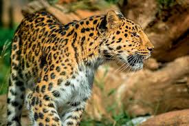 Image result for Essex Leopards