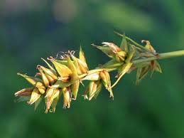 Attēlu rezultāti vaicājumam “Carex spicata”