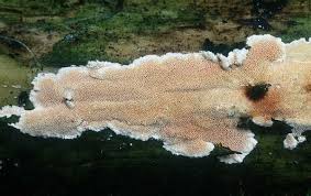 Attēlu rezultāti vaicājumam “Junghuhnia pseudozilingiana”