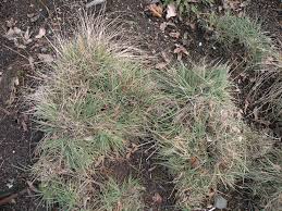 Attēlu rezultāti vaicājumam “Koeleria glauca”