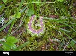 Attēlu rezultāti vaicājumam “Sphinx pinastri larva”