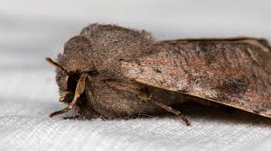 Attēlu rezultāti vaicājumam “Orthosia incerta”