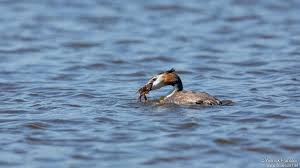 Attēlu rezultāti vaicājumam “Podiceps cristatus adult”