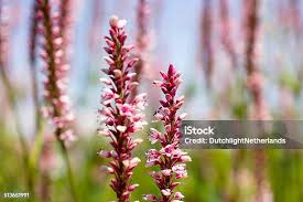 Attēlu rezultāti vaicājumam “Polygonaceae”